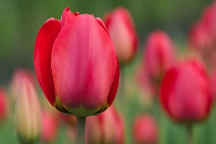 Tulips grow in winter, thanks to the summer sun