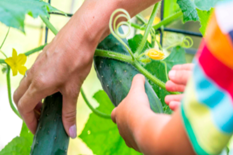 How to plant cucumbers