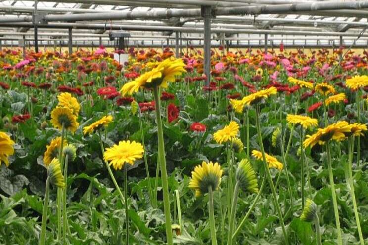 Pests on a Gerbera Daisy