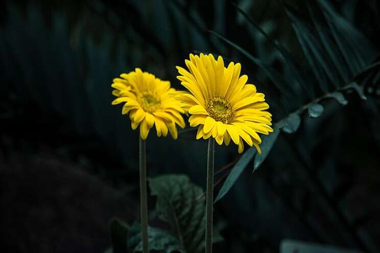 Molecular genetic research in Gerbera hybrida