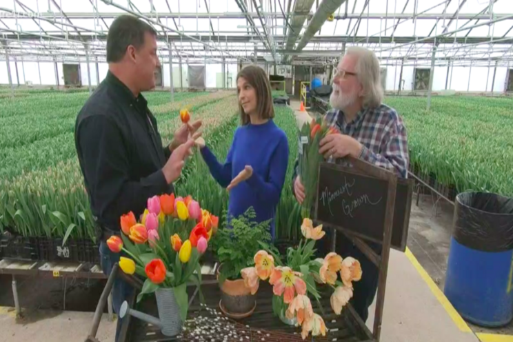 VIDEO | Growing 5 million tulips