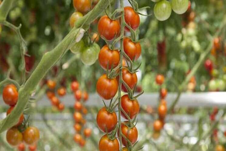 10 Greenhouse tomato varieties