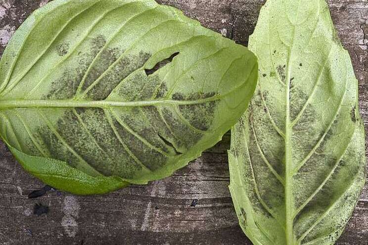 Basil downy mildew in the greenhouse