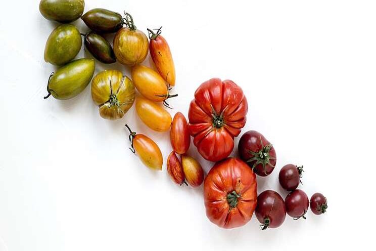 New tomatoes win All-America awards