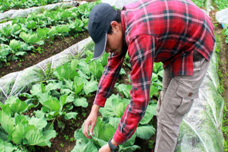 Computer model shows how crop rotation combats pests