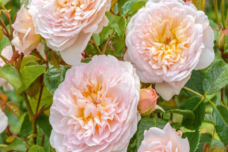 Roses thrive on organic gardening methods