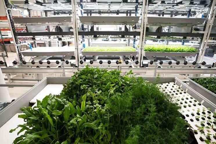 Wageningen researches efficiency of vertical farming