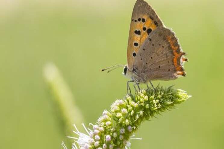 Researchers united on insect recovery