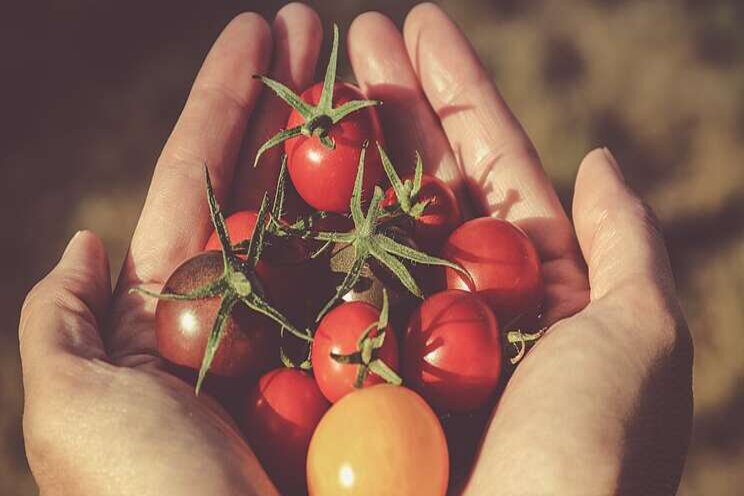 Disease-resistant variant to boost tomato