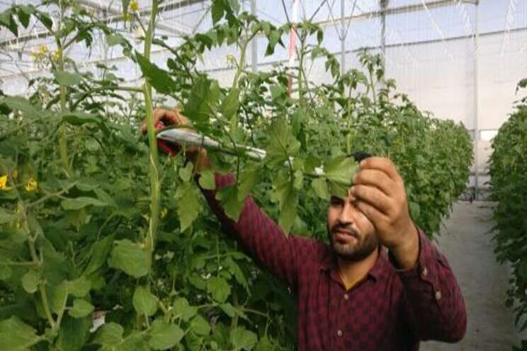 Jordanian vegetable growers increase sustainability