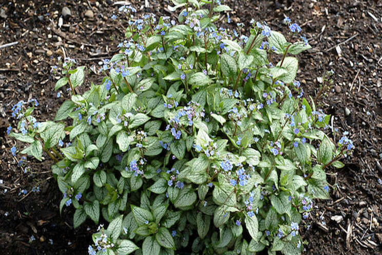 Terra Nova introduces new Brunnera