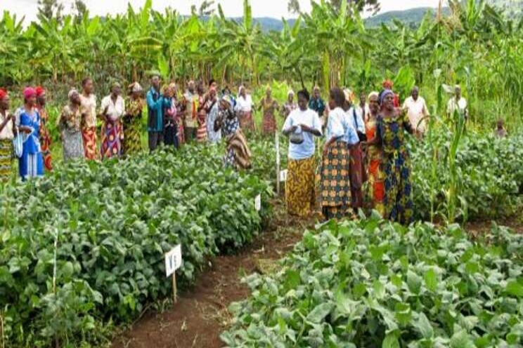 N2Africa: 10 years of cooperation with small African farmers