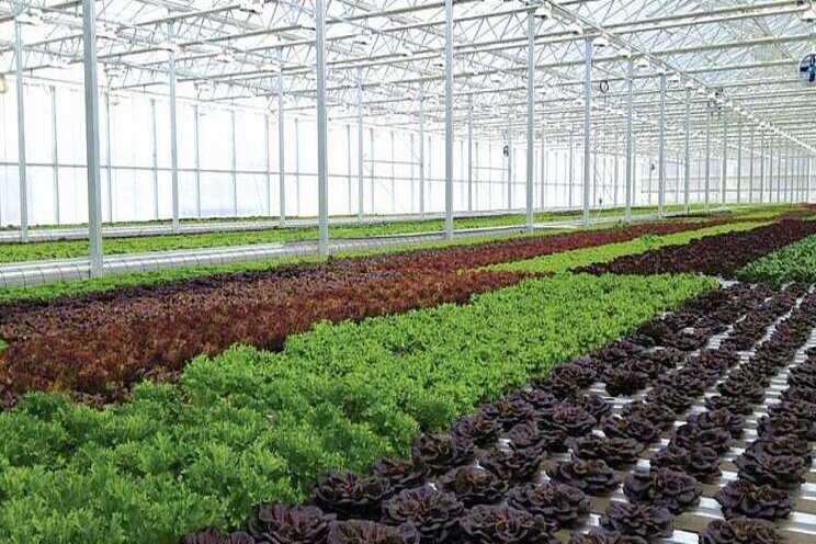 Leafy greens grower expanding