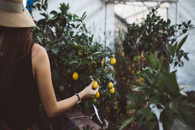 Spanish company develops intensive fruit gardens