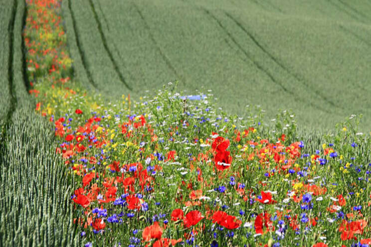 Wildflowers instead of using chemicals