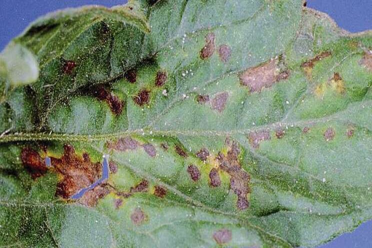 Managing bacterial spot in tomatoes