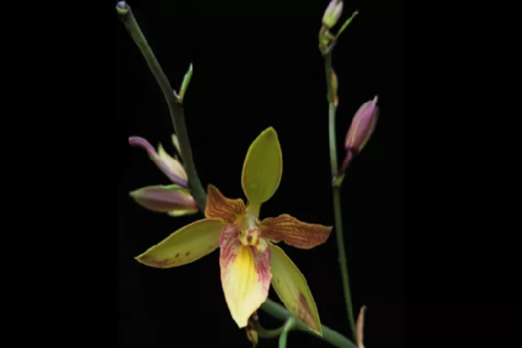 Orchid certified by Royal Horticultural Society