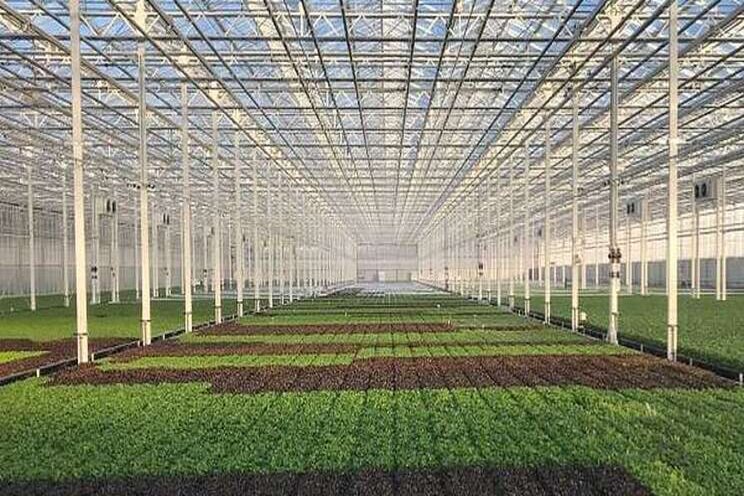 Midwest Greenhouse lettuce grower expanding