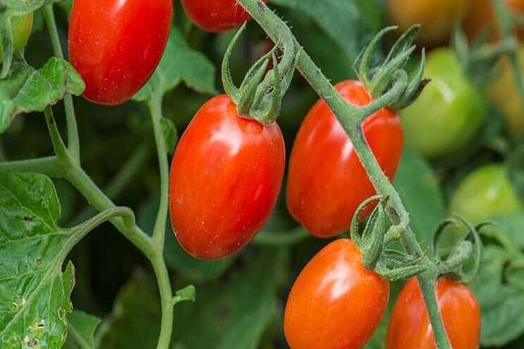 Ways tomato growers can predict future harvests