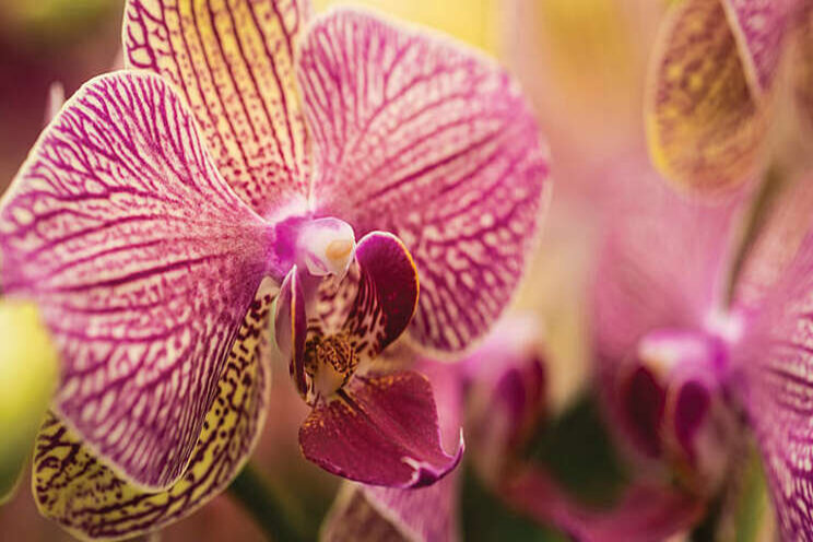 Major orchid grower expands production