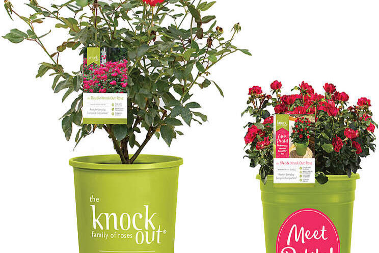 Petite knock out rose debuts