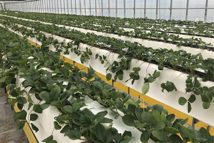 Government develops smart greenhouse tech