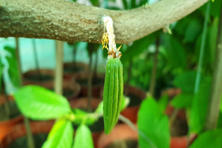 Chocolate museum grows cacao beans in greenhouse