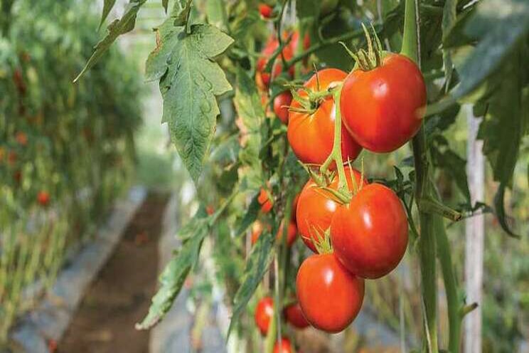 Tips on picking the perfect greenhouse tomatoes