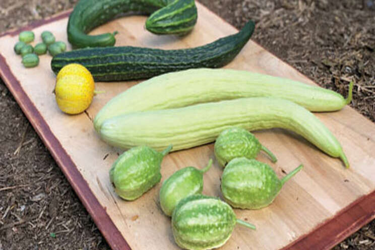 Growing cucumbers to max harvest