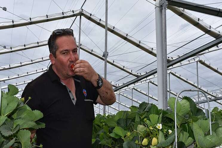 Innovative greenhouse boosts strawberry quality 